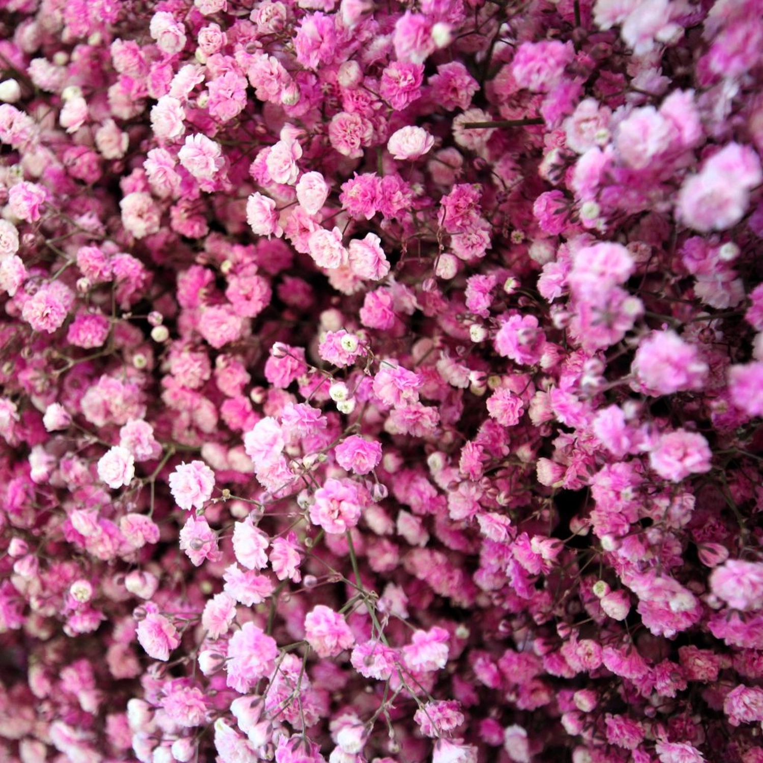 Tetta Knoll – Blumenhandwerk – Trauerfolirstik