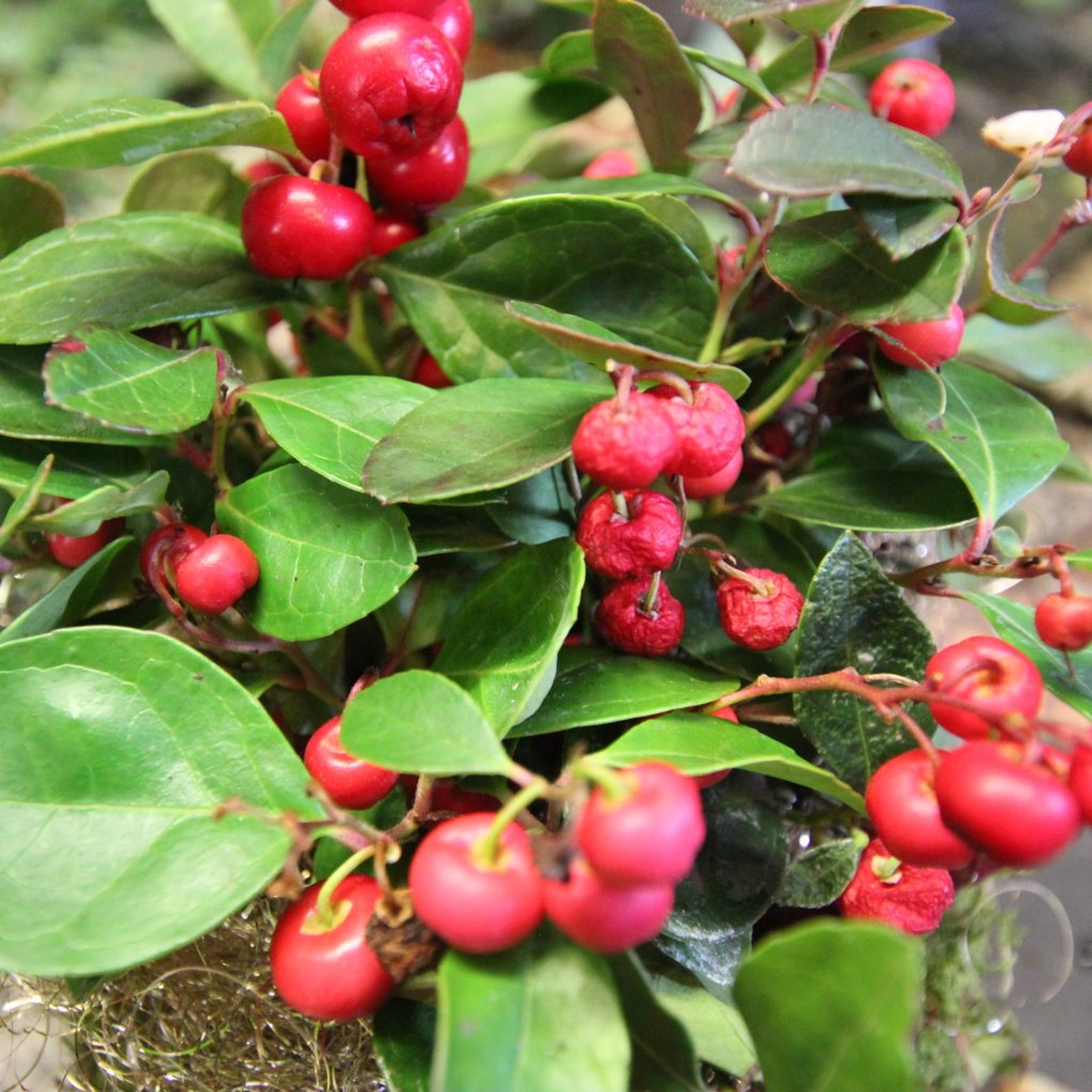 Tetta Knoll - Blumenhandwerk - Weihnachtsfloristik