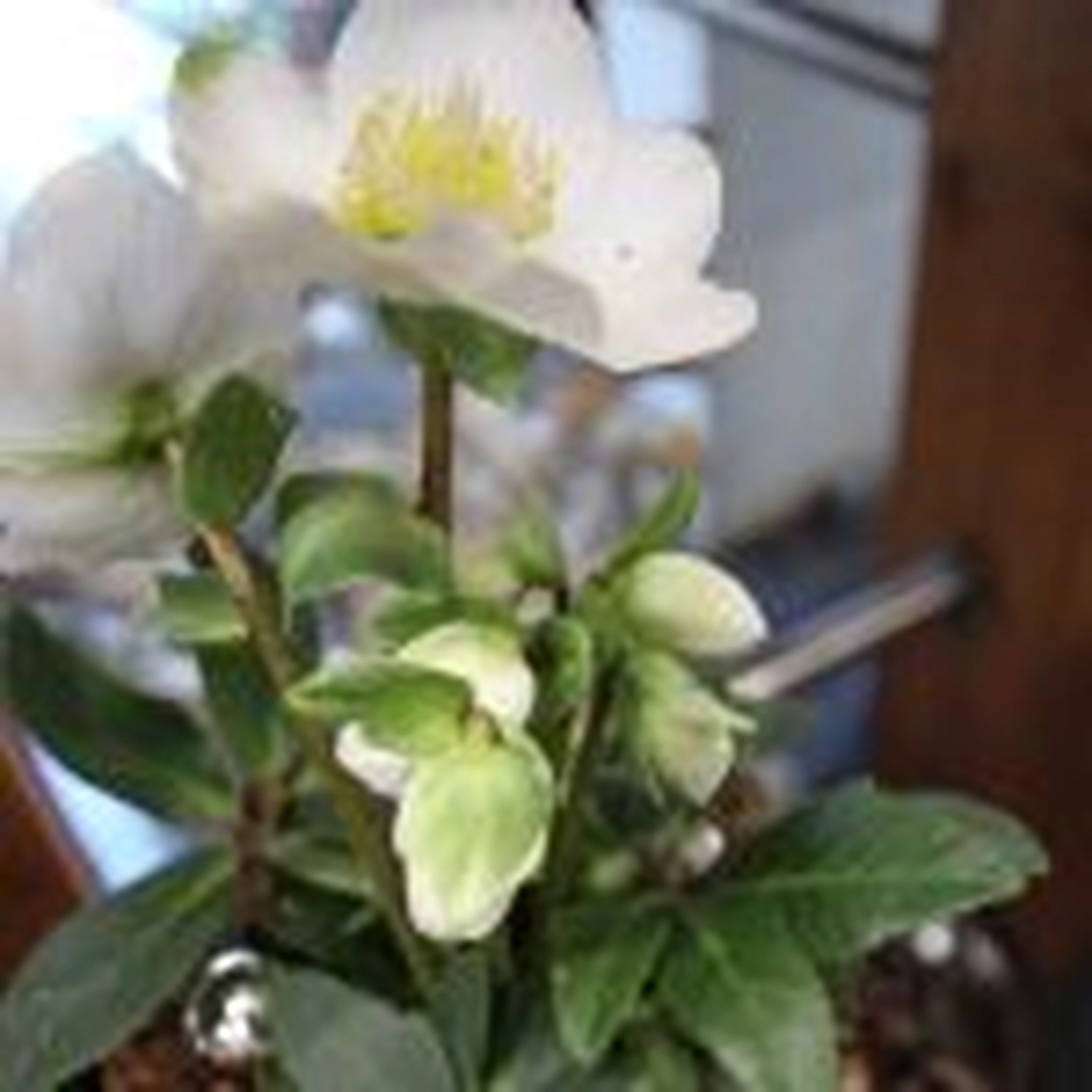 Tetta Knoll - Blumenhandwerk - Weihnachtsfloristik