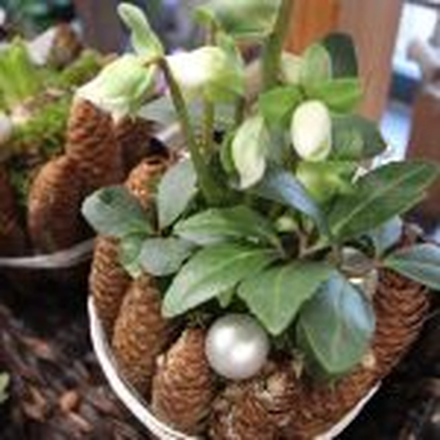 Tetta Knoll - Blumenhandwerk - Weihnachtsfloristik