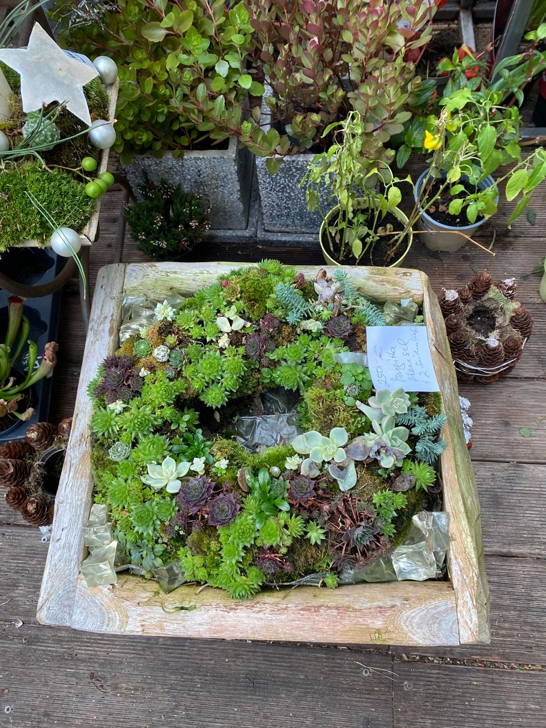 Tetta Knoll - Blumenhandwerk - Weihnachtsfloristik!