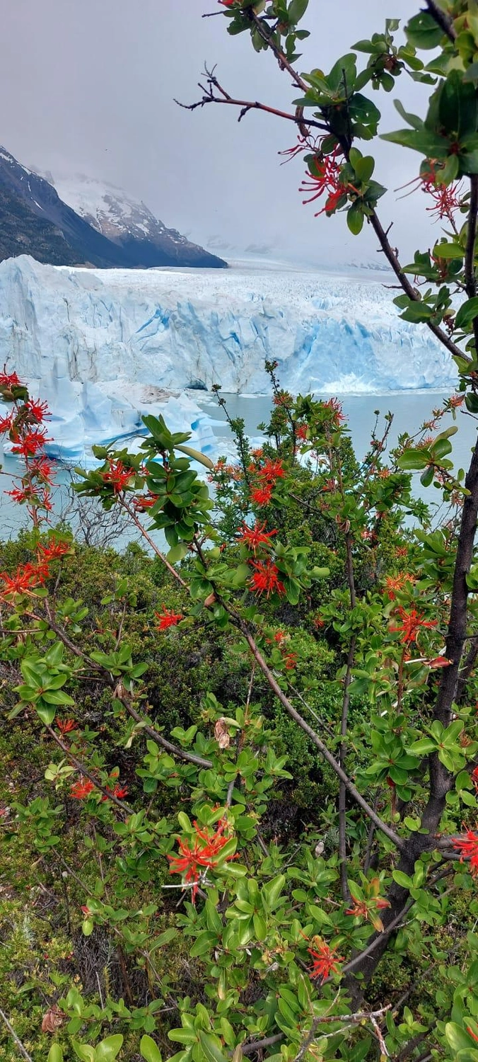 Tetta Knoll - Blumenhandwerk - besondere Anlässe